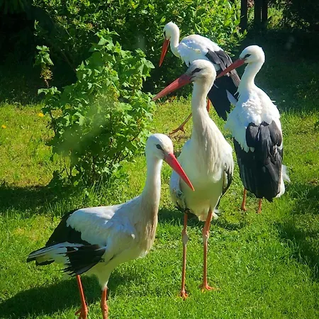 Domek Przy Azylu Bocianim Hutna Wies Екстер'єр фото
