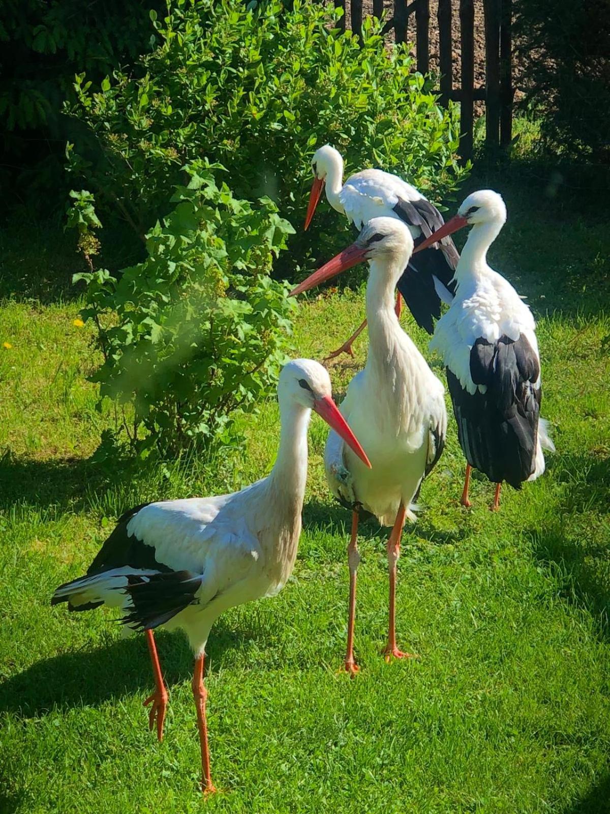 Przy Azylu Bocianim Holiday home *